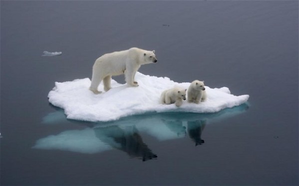 global-warming_medvedi_on_ice